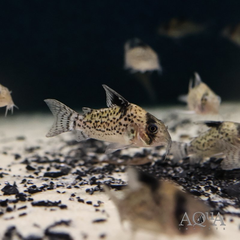 Leucomelas Cory (Hoplisoma leucomelas)