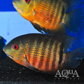 Red Moothbrooder Severum (Heros liberifer)