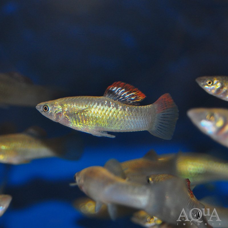 Liberty Molly (Poecilia salvatoris)