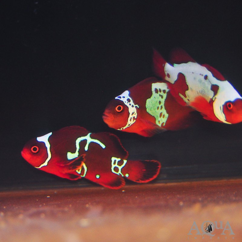 Lighting Maroon Clownfish (Premnas biaculeatus)