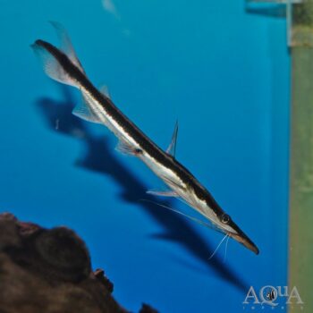 Lima Shovelnose Catfish (Sorubim lima)