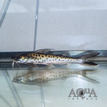 Lince Catfish (Platynematichthys notatus)
