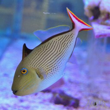 Line Spot Triggerfish (Xanthichthys lineopunctatus)