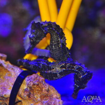 Lined Seahorse (Hippocampus erectus)