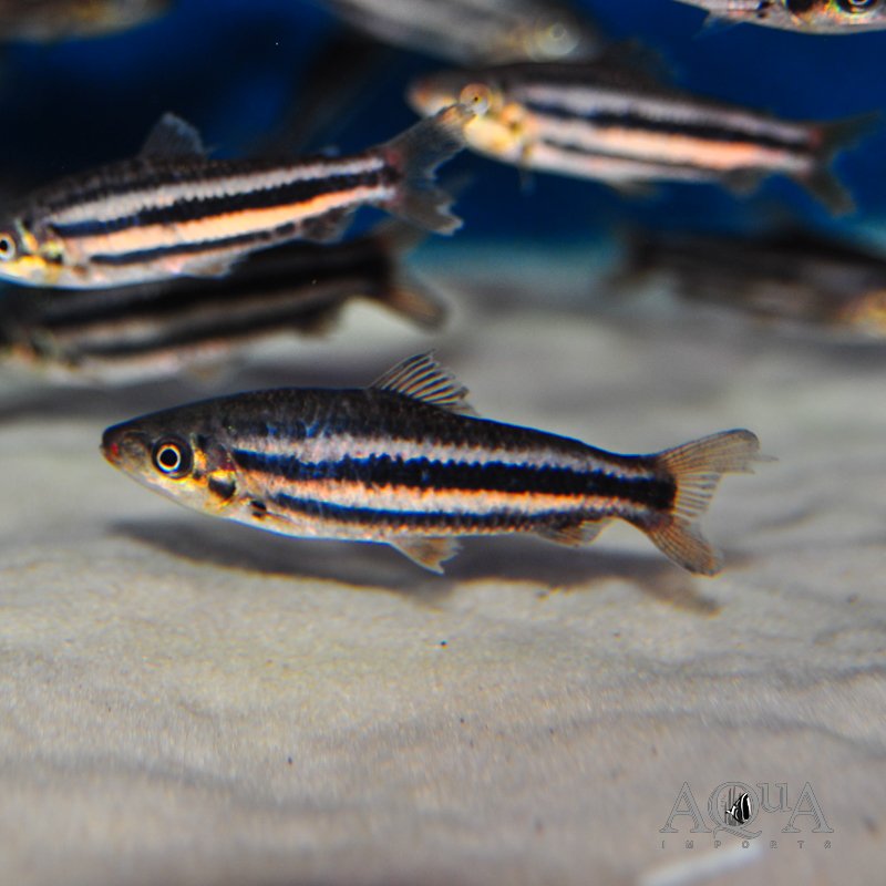 Lipstick Leporinus (Leporinus arcus)