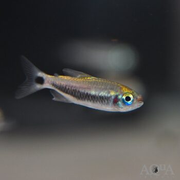 Lipstick Tetra (Moenkhausia cosmops)