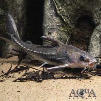 Saw Scaled Stone Catfish (Lithodoras dorsalis)