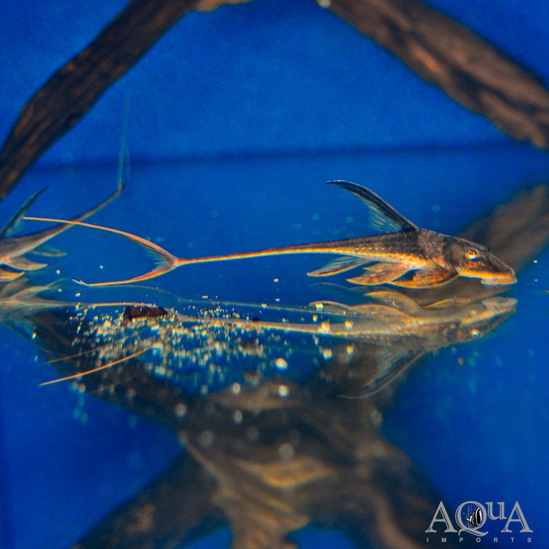 Llano Whiptail (Lamontichthys llanero)