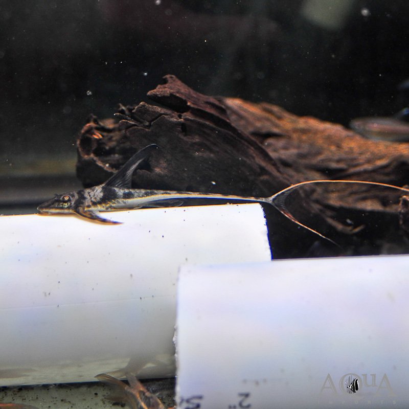 Llano Whiptail (Lamontichthys llanero)