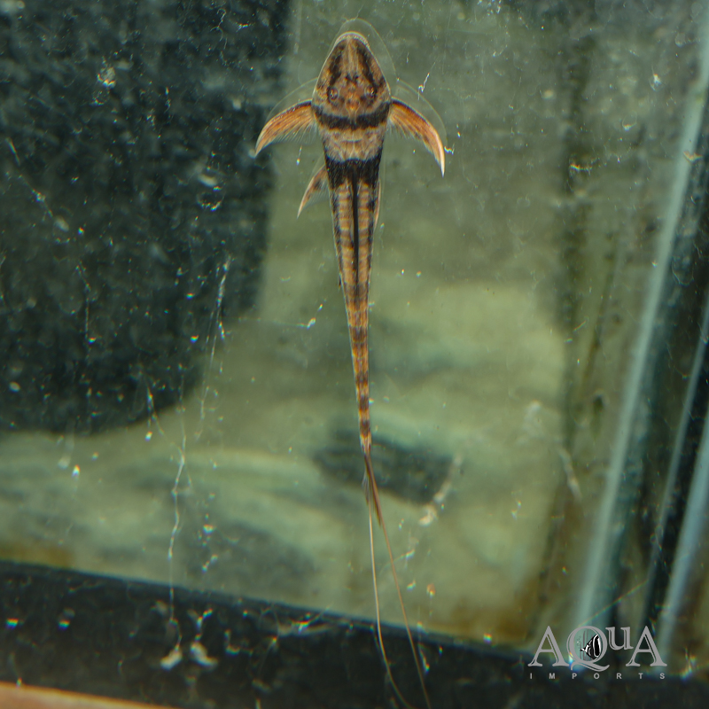 Llano Whiptail (Lamontichthys llanero)