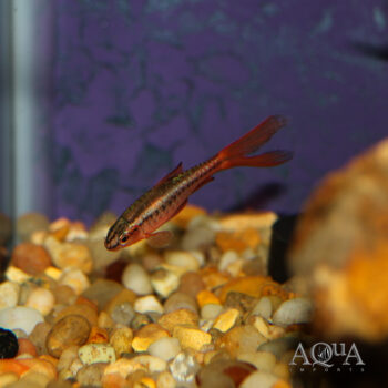 Long Fin Cherry Barb (Puntius titteya)