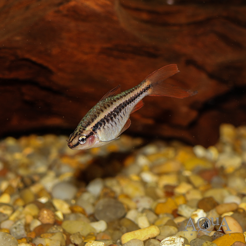 Long Fin Cherry Barb (Puntius titteya)