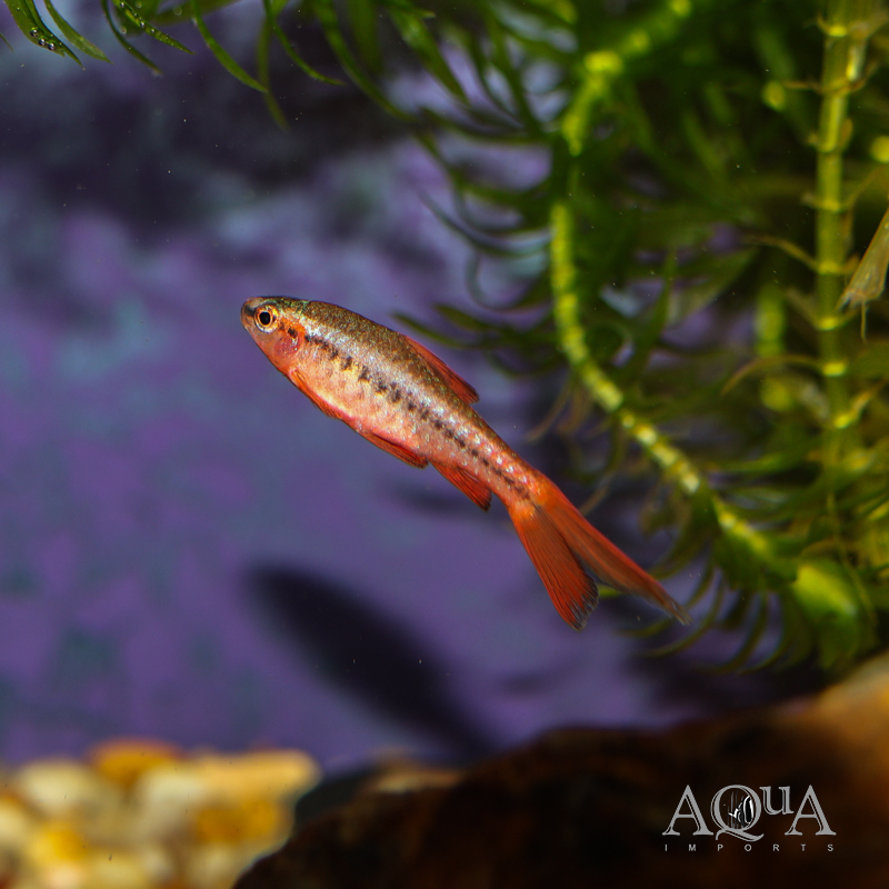 Long Fin Cherry Barb (Puntius titteya)
