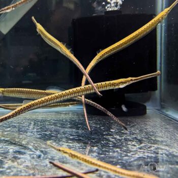 Long-Snouted Pipefish (Doryichthys boaja)