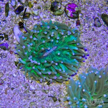 Long Tentacle Plate Coral (Heliofungia sp.)