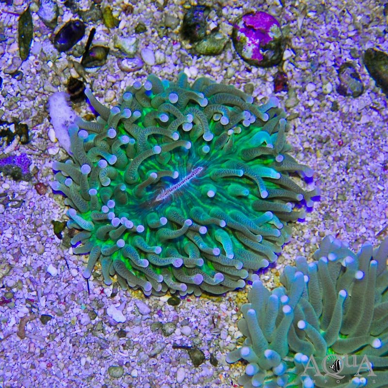 Long Tentacle Plate Coral (Heliofungia sp.)