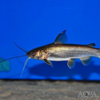 Long Whiskers Catfish (Mystus cf. gulio)