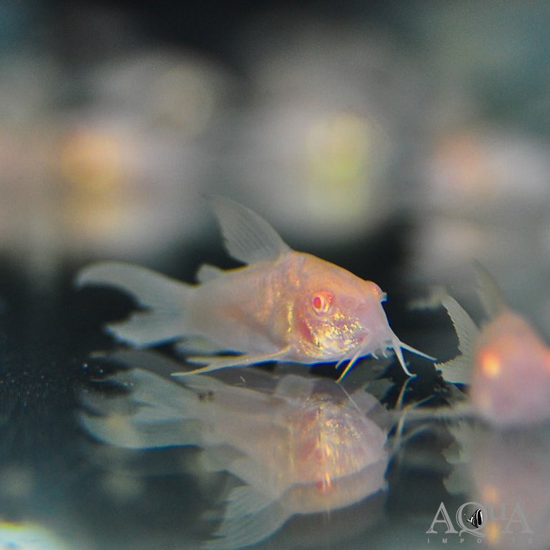 Longfin Albino Aeneus Cory (Osteogaster aeneus)