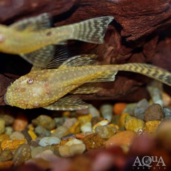 Longfin Albino Bristlenose Pleco (Ancistrus sp.)