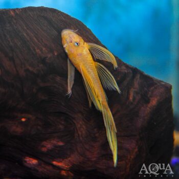 Longfin Blue Eye Lemon Bristlenose Pleco (Ancistrus sp.)