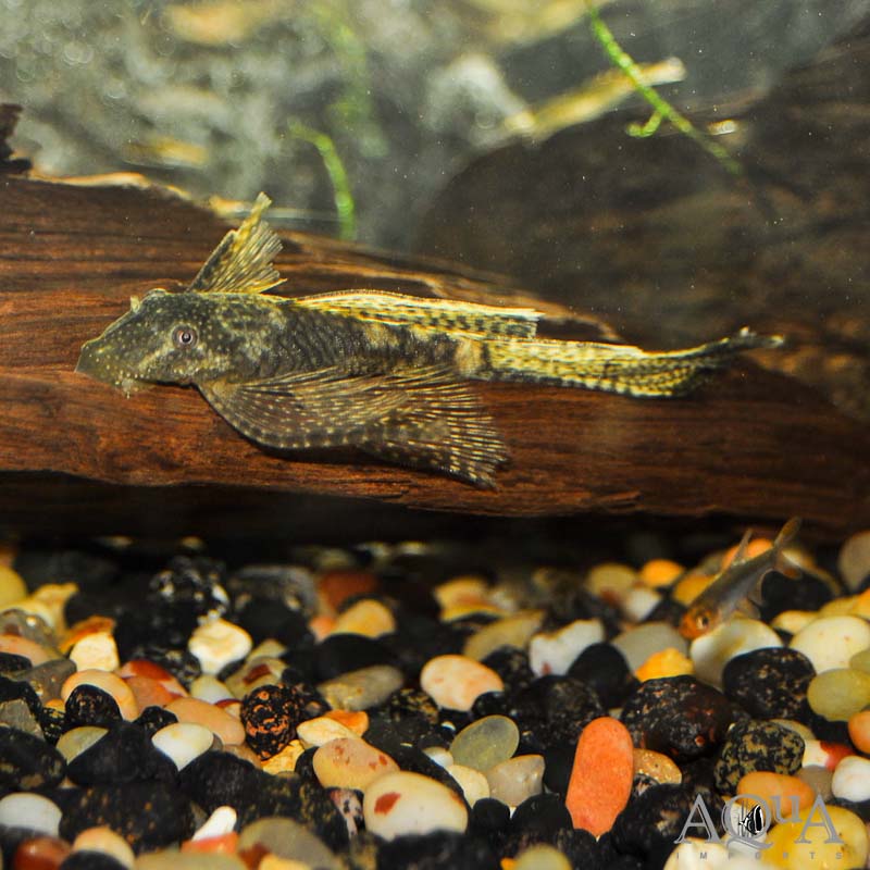 Longfin Bristlenose Pleco (Ancistrus sp.)
