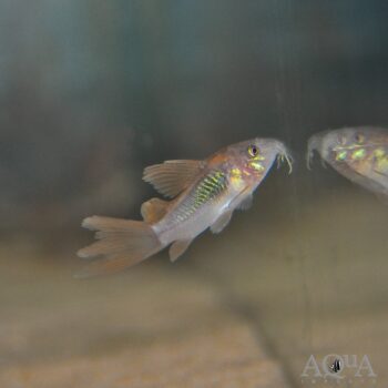 Longfin Aeneus Cory (Osteogaster aeneus)