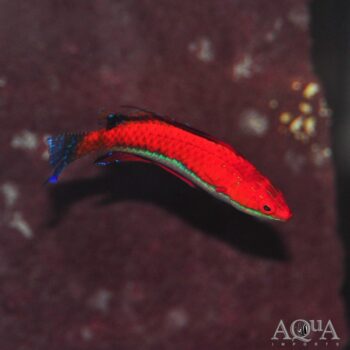 Longfin Fairy Wrasse (Cirrhilabrus rubriventralis)