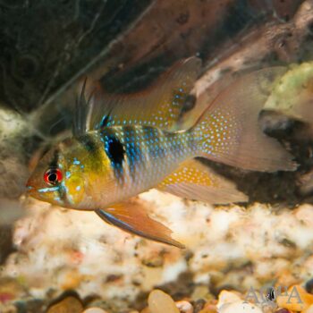 Longfin German Blue Ram (Mikrogeophagus ramirezi 'longfin')