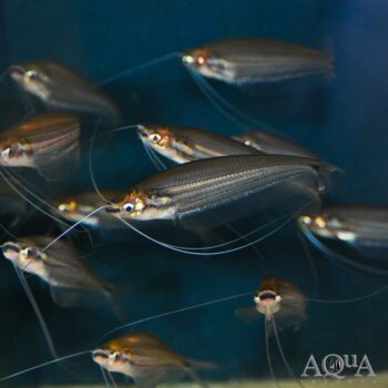 Longfin Glass Catfish (Ompok pinnatus)