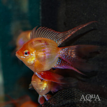 Longfin Golden Balloon Ram (Mikrogeophagus ramirezi)