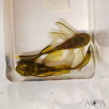 Longfin Green Dragon Ancistrus (Ancistrus sp.)