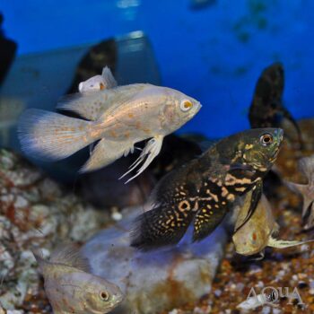 Longfin Albino Oscar (Astronotus ocellatus)
