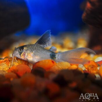 Longfin Panda Cory (Hoplisoma panda)