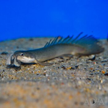 Longfin Senegal Bichir (Polypterus senegalus)