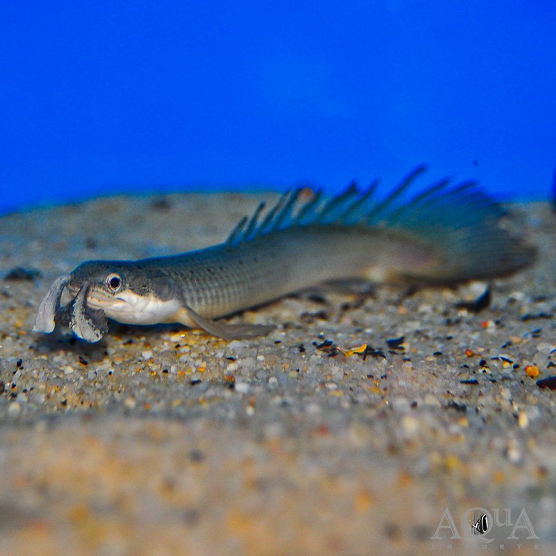 Longfin Senegal Bichir (Polypterus senegalus)