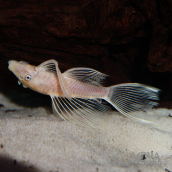 Longfin Snow White Bristlenose Pleco (Ancistrus sp.)