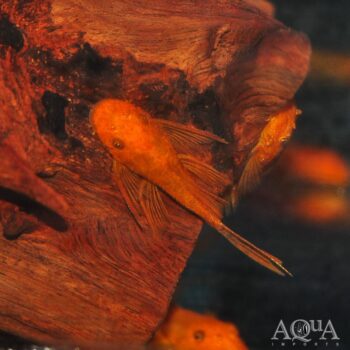 Longfin Super Red Bristlenose Pleco (Ancistrus sp.)