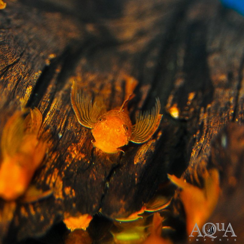 Longfin Super Red Bristlenose Pleco (Ancistrus sp.)