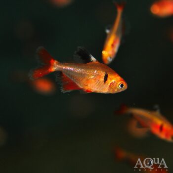 Longfin Super Serpae Tetra (Hyphessobrycon eques)