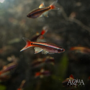 Longfin White Cloud Minnow (Tanichthys albonubes)