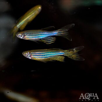 Longfin Zebra Danio (Brachydanio rerio) - Group of 5 Fish