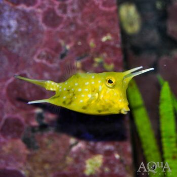 Longhorn Cowfish (Lactoria cornuta)