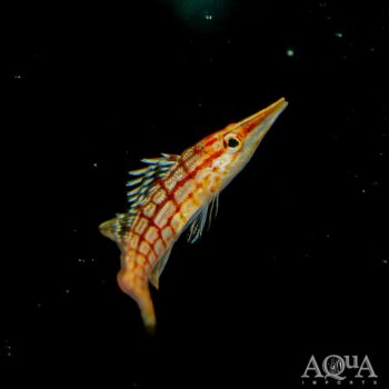 Longnose Hawkfish (Oxycirrhites typus)
