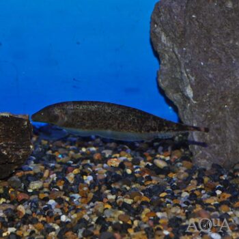 Marble Ghost Knifefish (Apteronotus eschmeyeri)