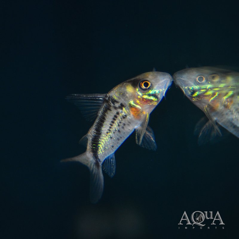 Loxozonus Cory (Hoplisoma loxozonus)