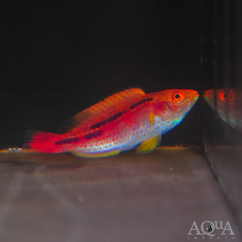 Lubbock's Wrasse (Cirrhilabrus lubbocki)
