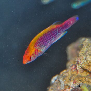 Lubbock's Wrasse (Cirrhilabrus lubbocki)