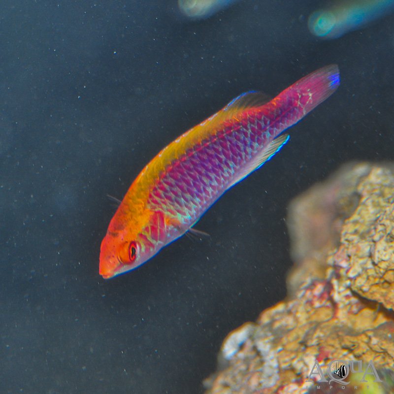 Lubbock's Wrasse (Cirrhilabrus lubbocki)