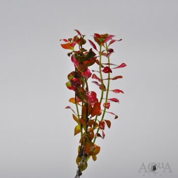 Ludwigia 'Broad Red' (Ludwigia repens 'Broad Red')