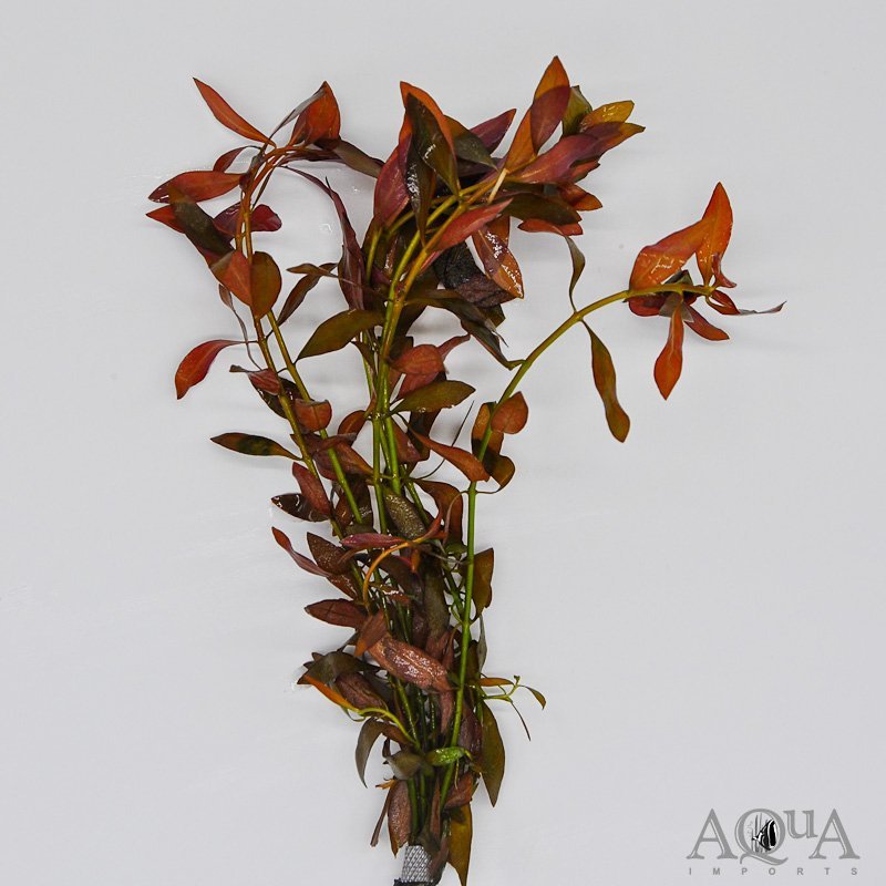Ludwigia palustris 'Red' (Ludwigia palustris)